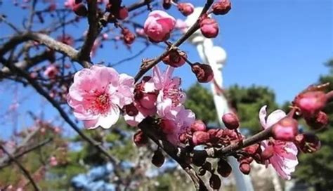 梅花風水|不同顏色對應梅花花語大不同！梅花寓意、風水&常見。